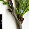 SpeciesSub: f. microphylla 'Hime'